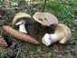 Piruló galóca (Amanita rubescens), Mátra
